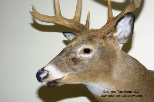 deer head mount